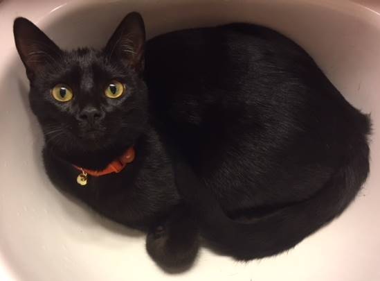 cat