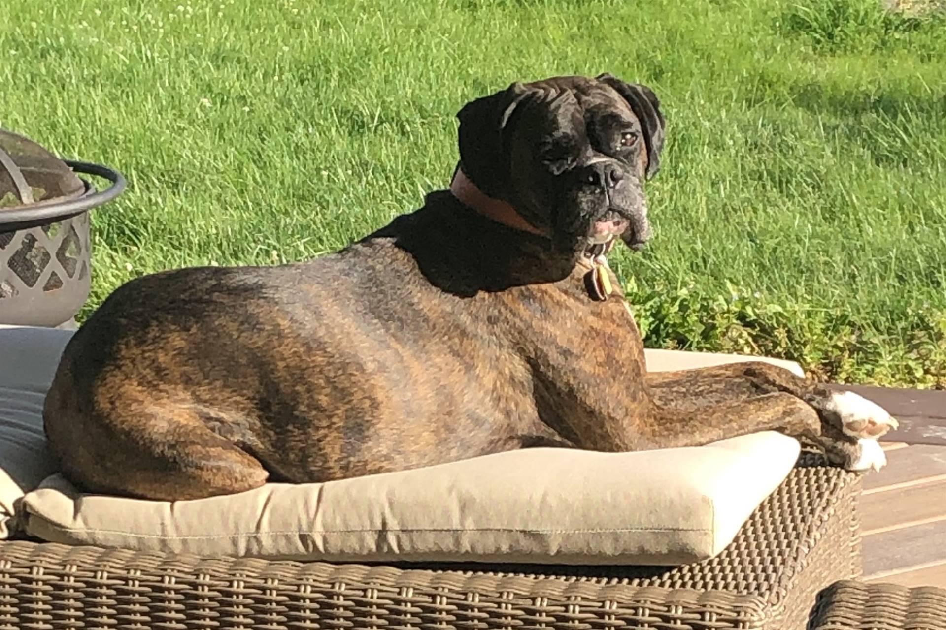 dog