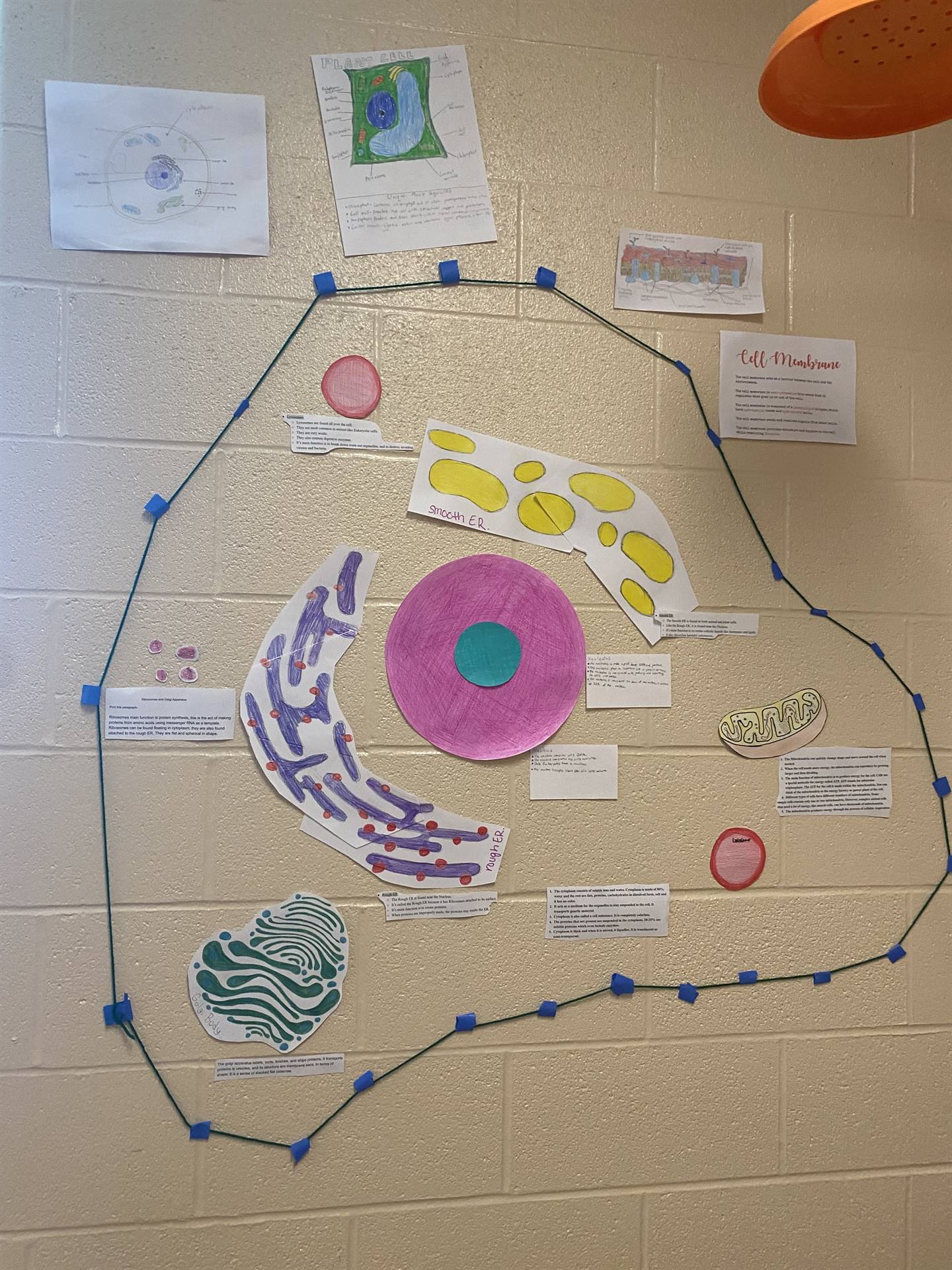 Build A Cell Activity 