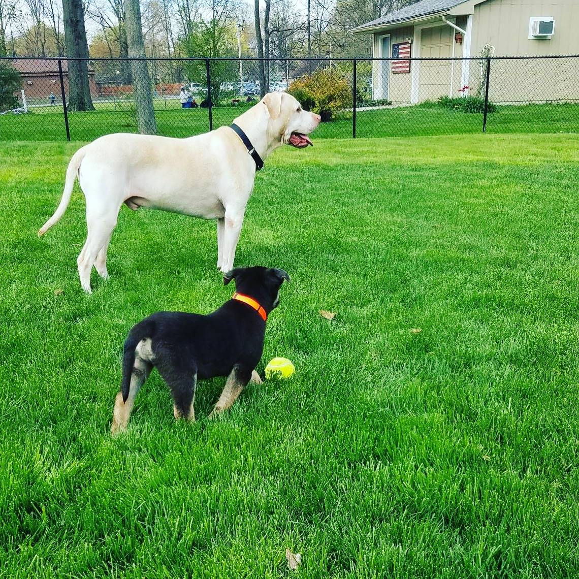 Dogs